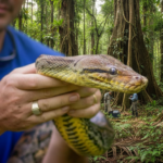 Giant African Python Officially Identified by Herpetologists During Major Field Expedition